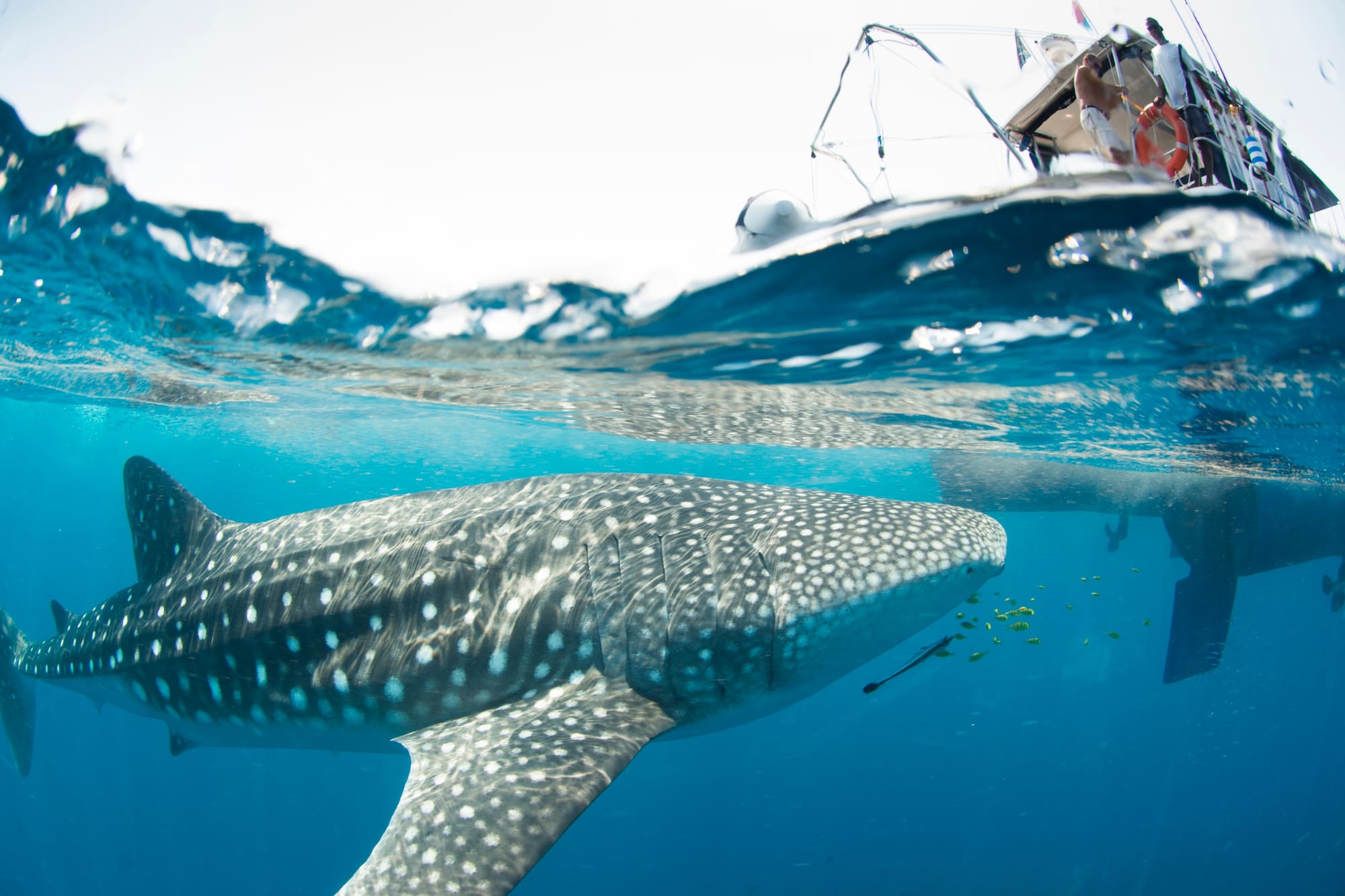 Whale shark feeding near the surface, Nosy Be, Madagascar