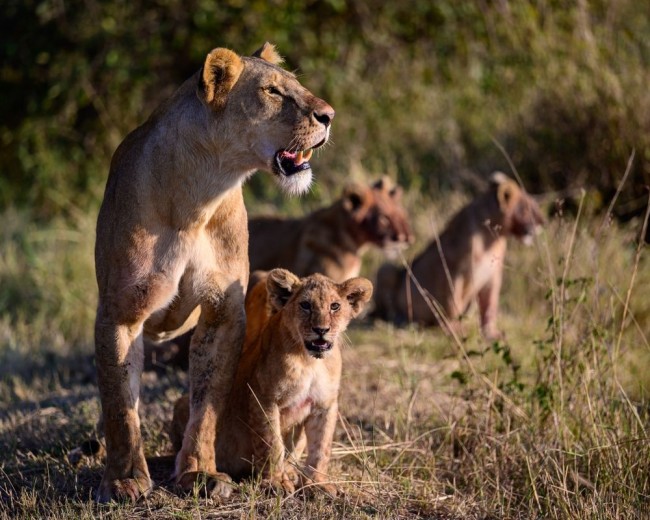 tanzania wildlife safari lioness and cubs roaming serengeti 