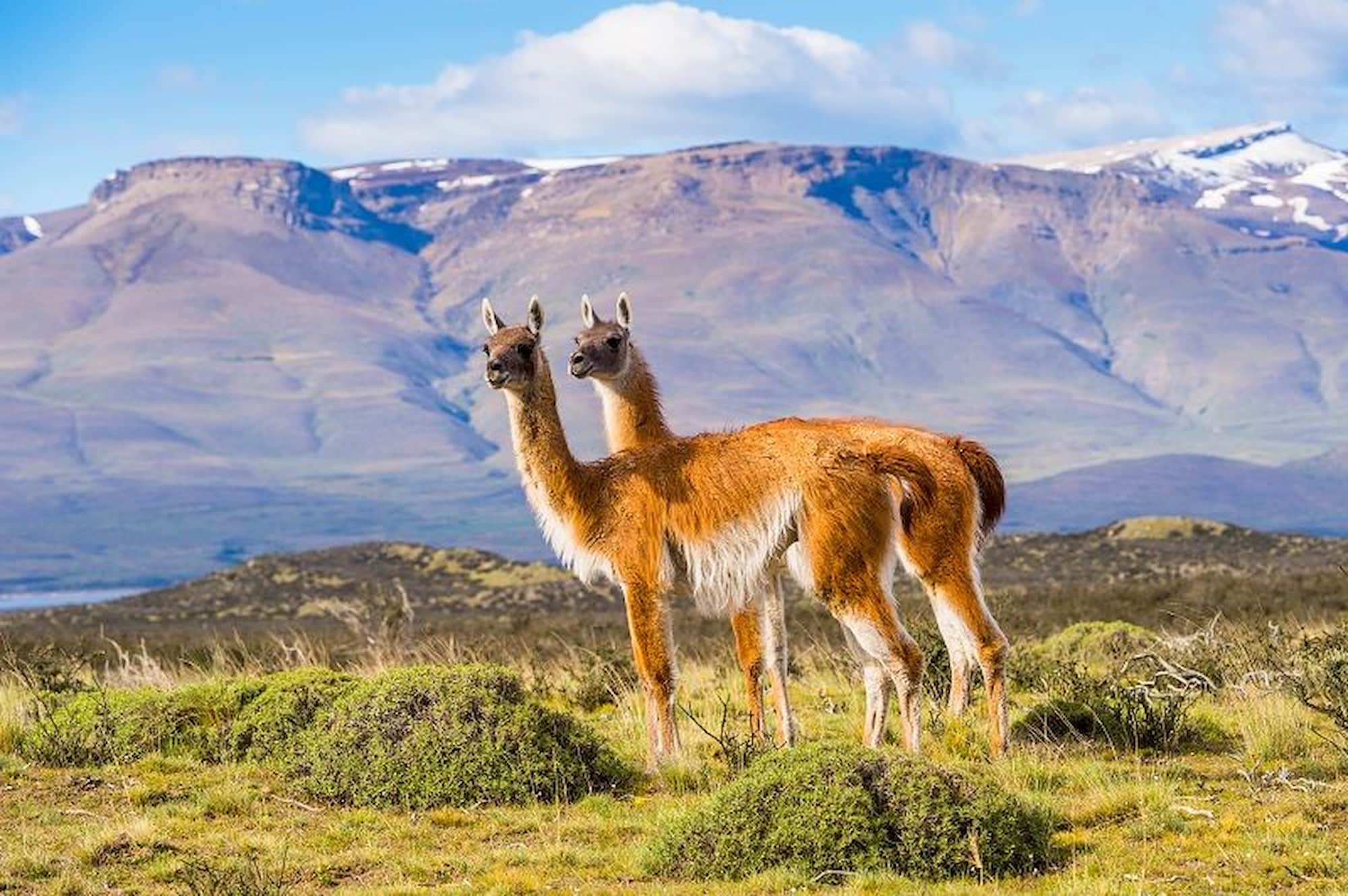 Llama in Torres del Paine