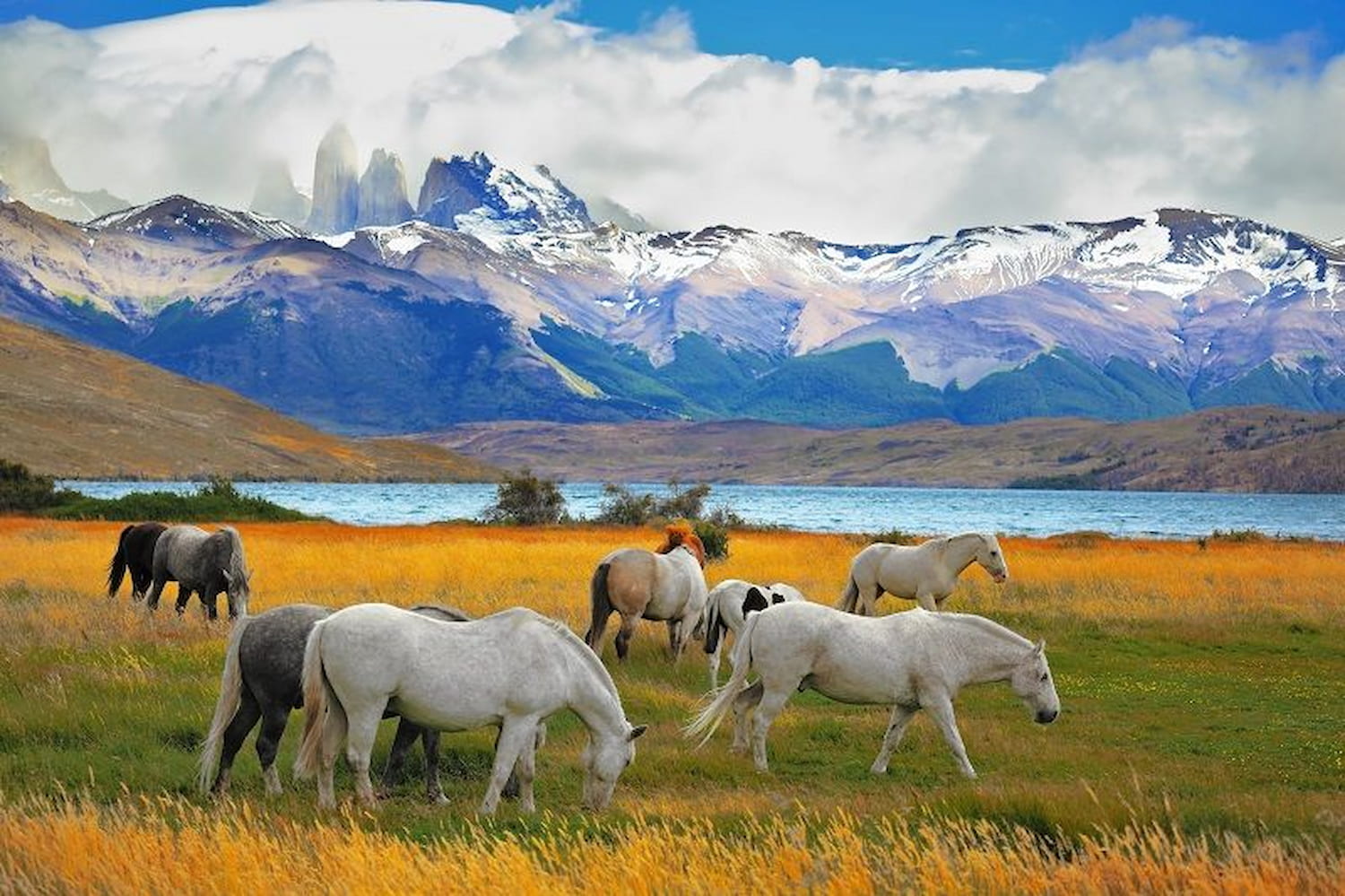 Wild horses in Torres del Paine National Park