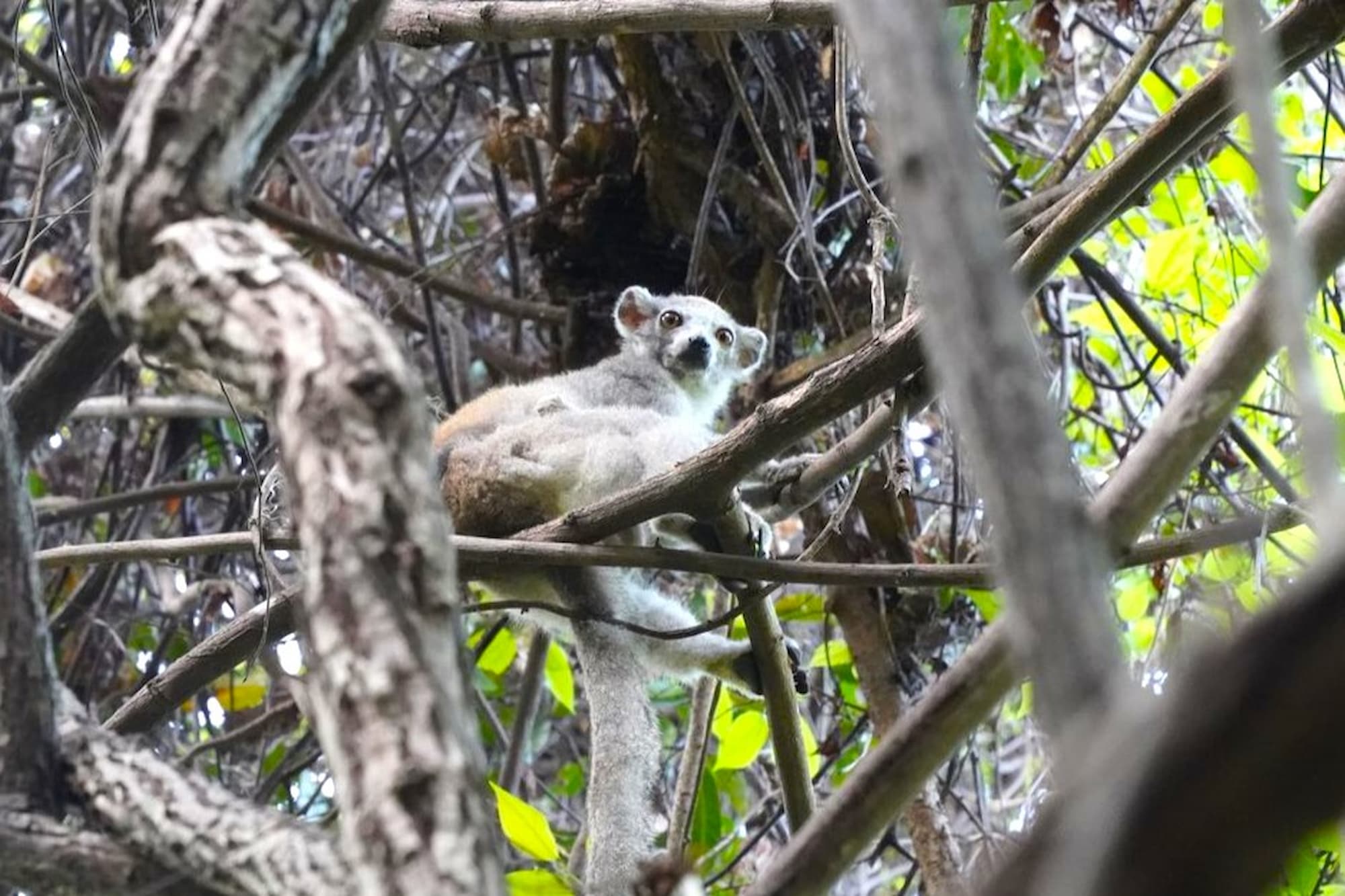 A crowned lemur spotted in Ankarana