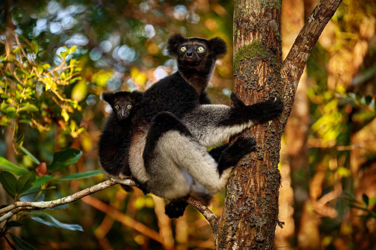 Mum and bub black lemurs spotted in northern Madagascar’s forests.