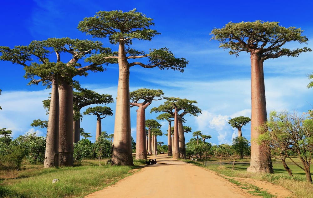 The Avenue of Baobabs 
