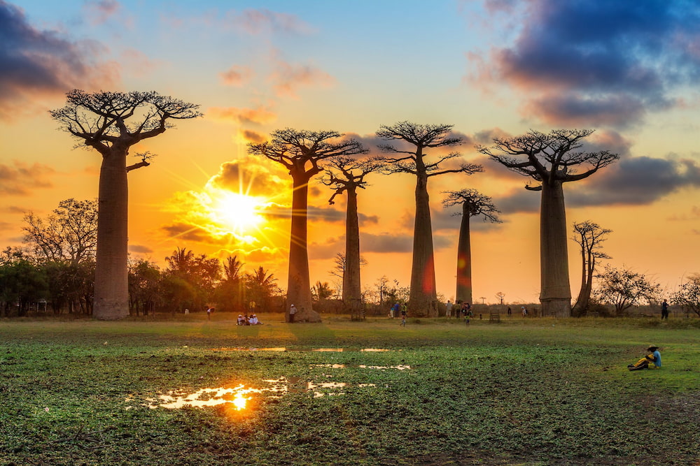 Iconic baobabs define Madagascar’s unique landscapes.