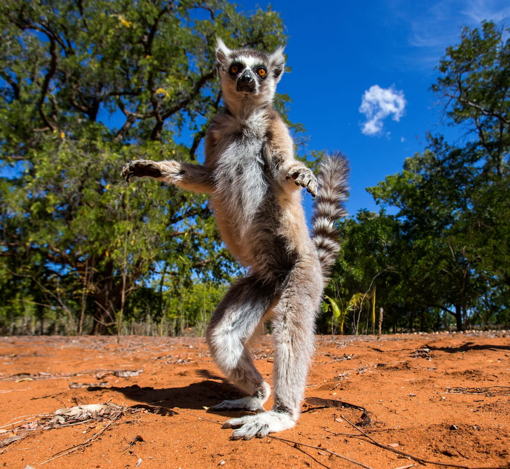 The ringtail lemur is the real rockstar of Madagascar.