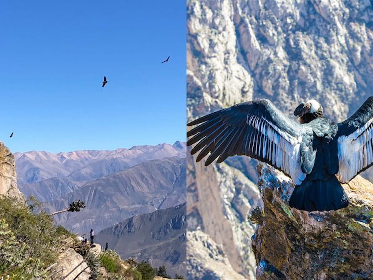 The majestic condor in Colca canyon