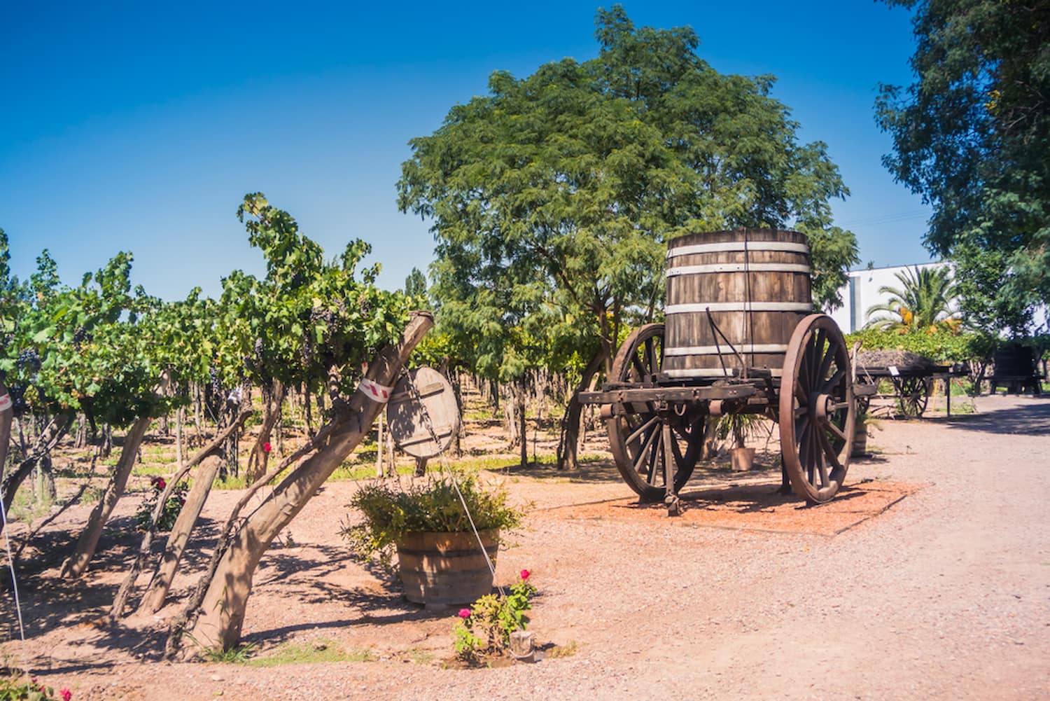 Vineyards in Mendoza