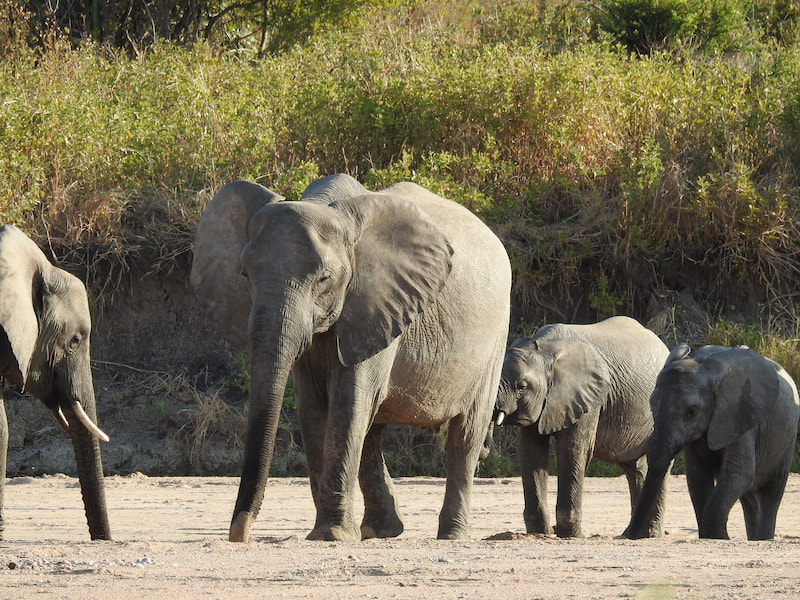 The gentle giants of Chobe.