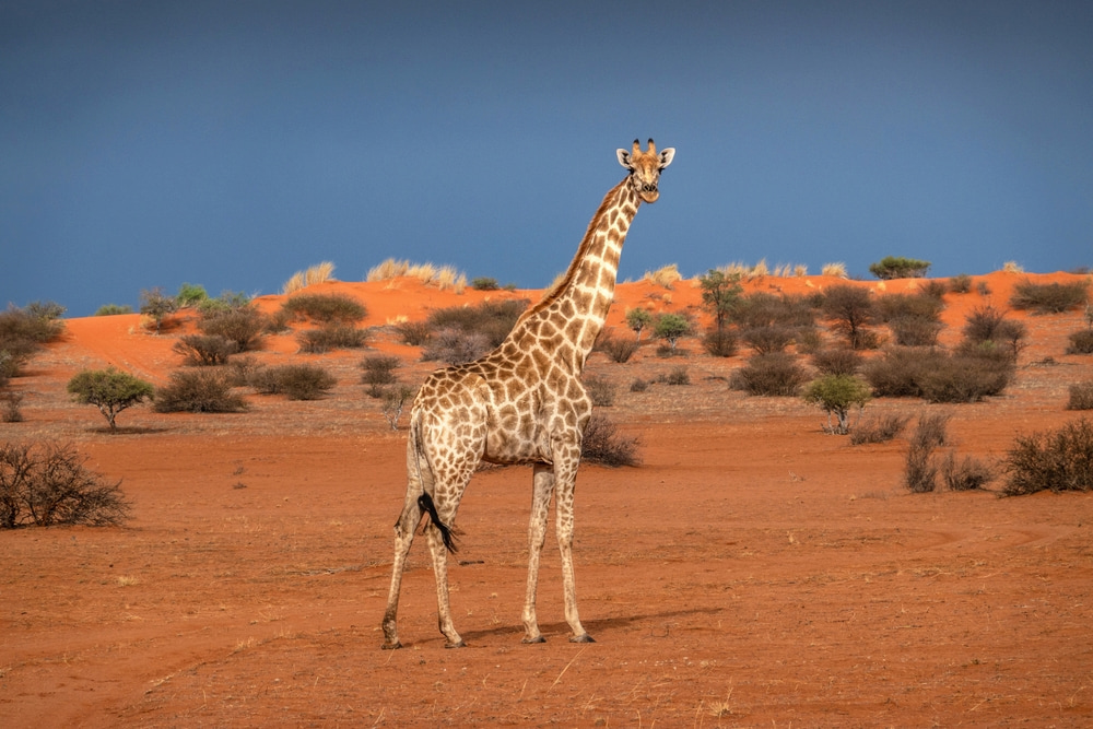 Spotting wildlife like this giraffe, in this corner of Botswana.