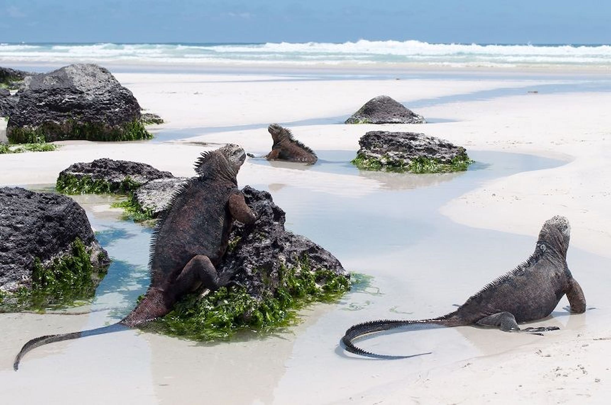Marine iguanas crowd the shores of the Galapagos