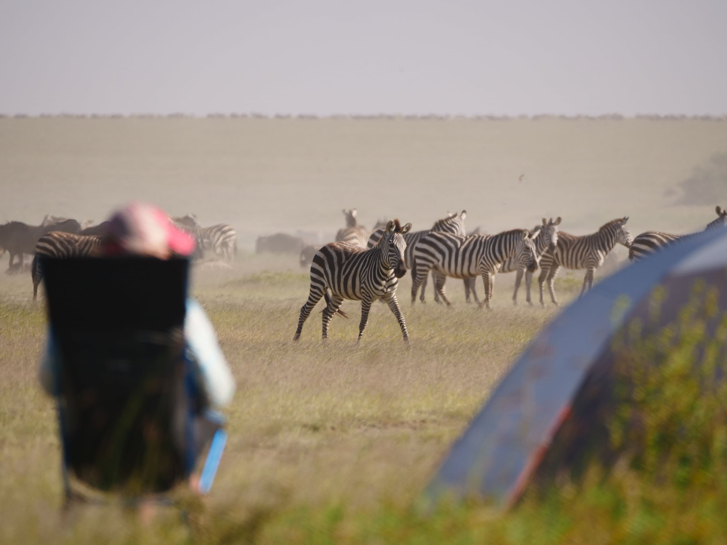Witnessing wildlife up close in Ngorongoro Crater.