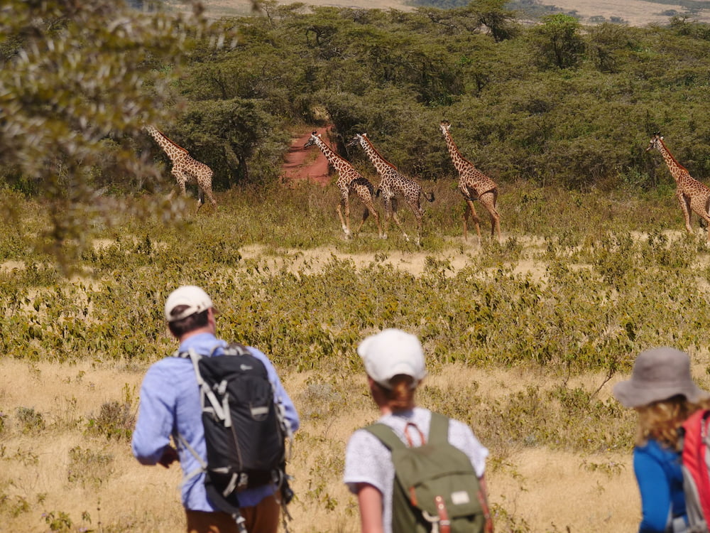 Guest on foot, face-to-face with giraffes.