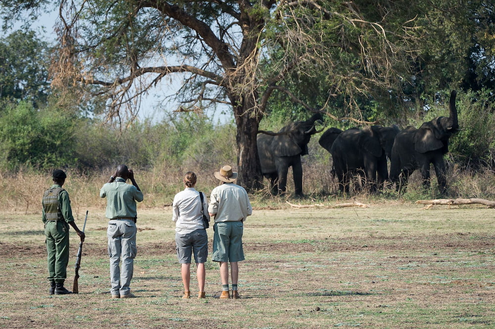 Guest and guide pause to admire Zambia’s gentle giants.