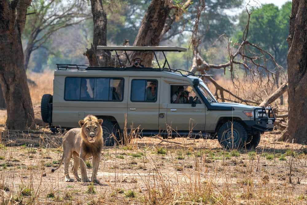 Close encounters with the wild king on a game drive safari.