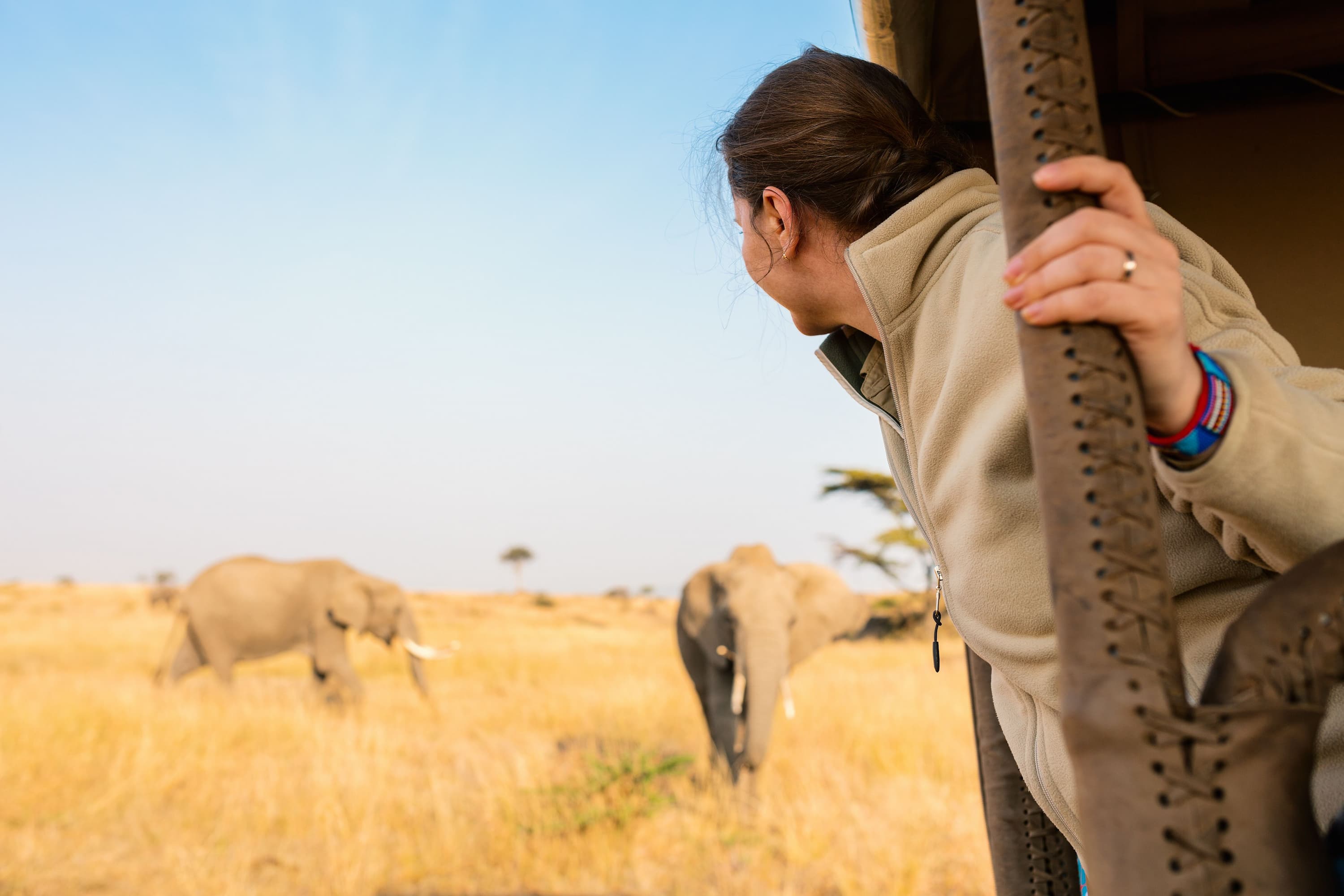 A magical wildlife moment with an African Elephant roaming free