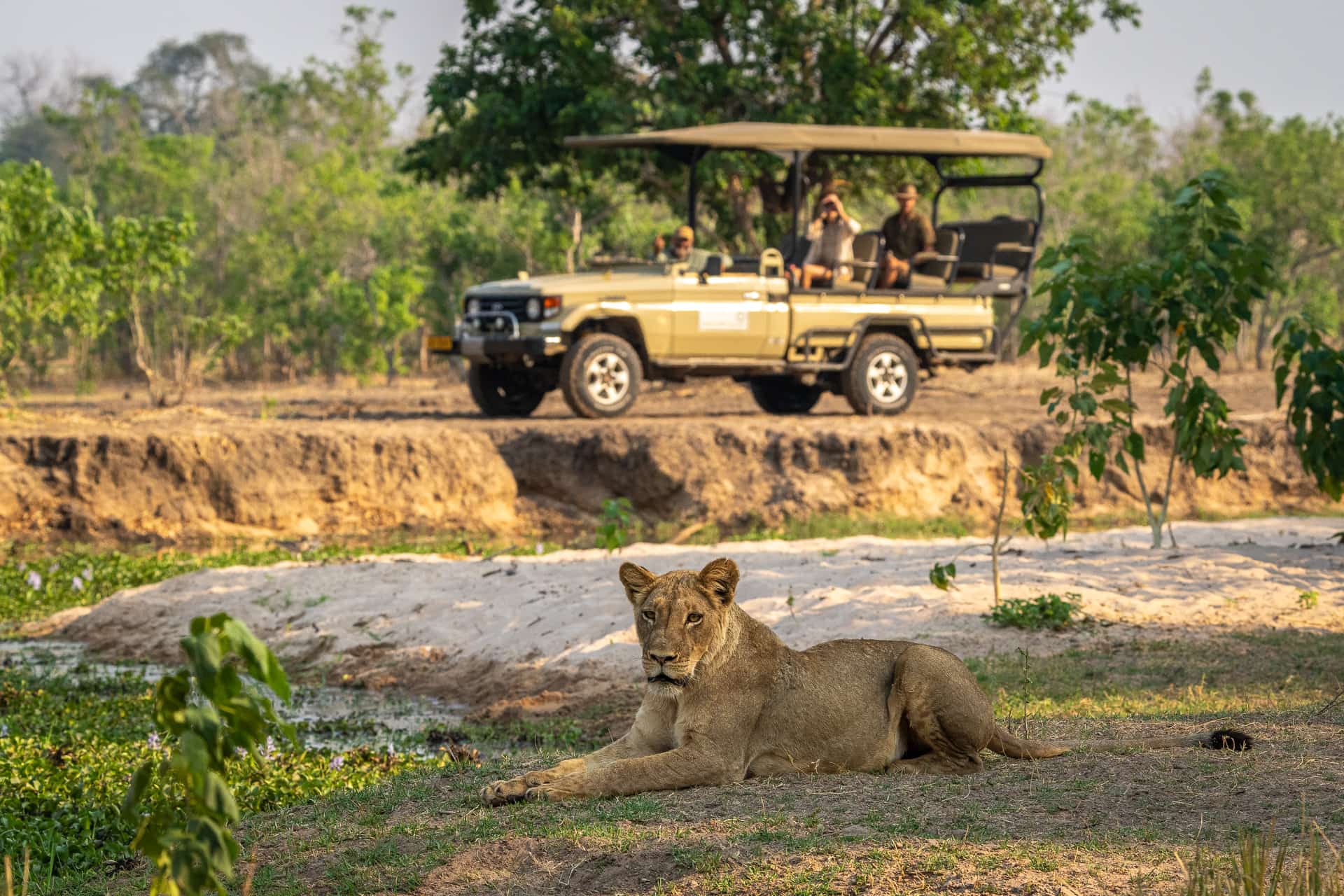 Lioness resting beside a waterhole, with safari guests watching from a 4x4 vehicle, on a dry-season African safari