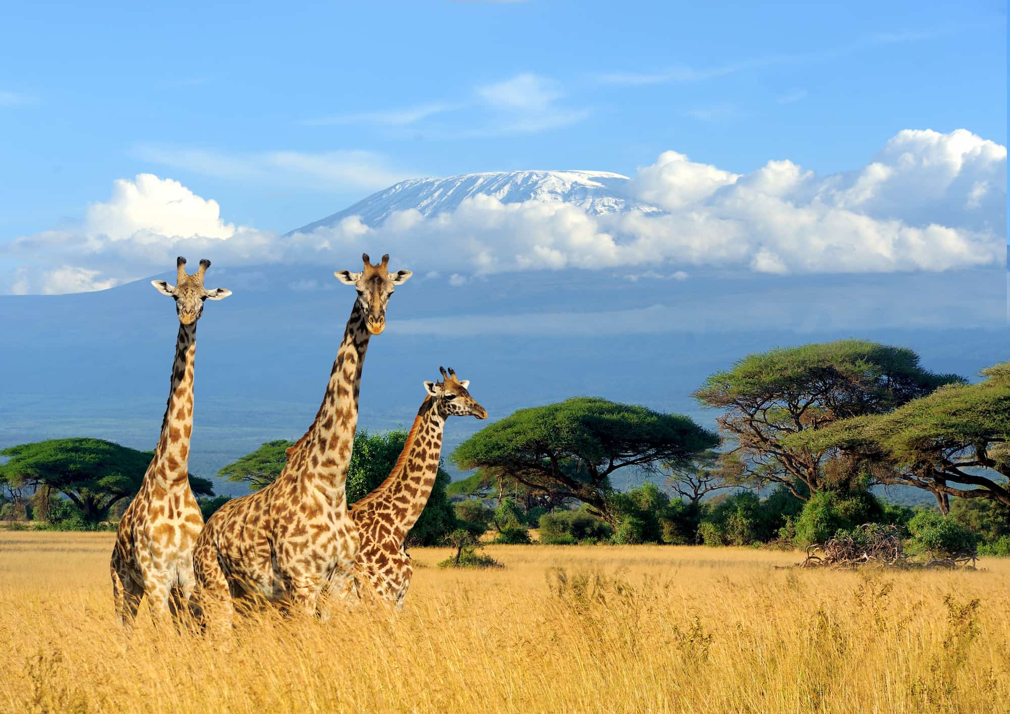 Three giraffes in golden grassland with snow-capped Mount Kilimanjaro in the distance, Amboseli National Park, Kenya.