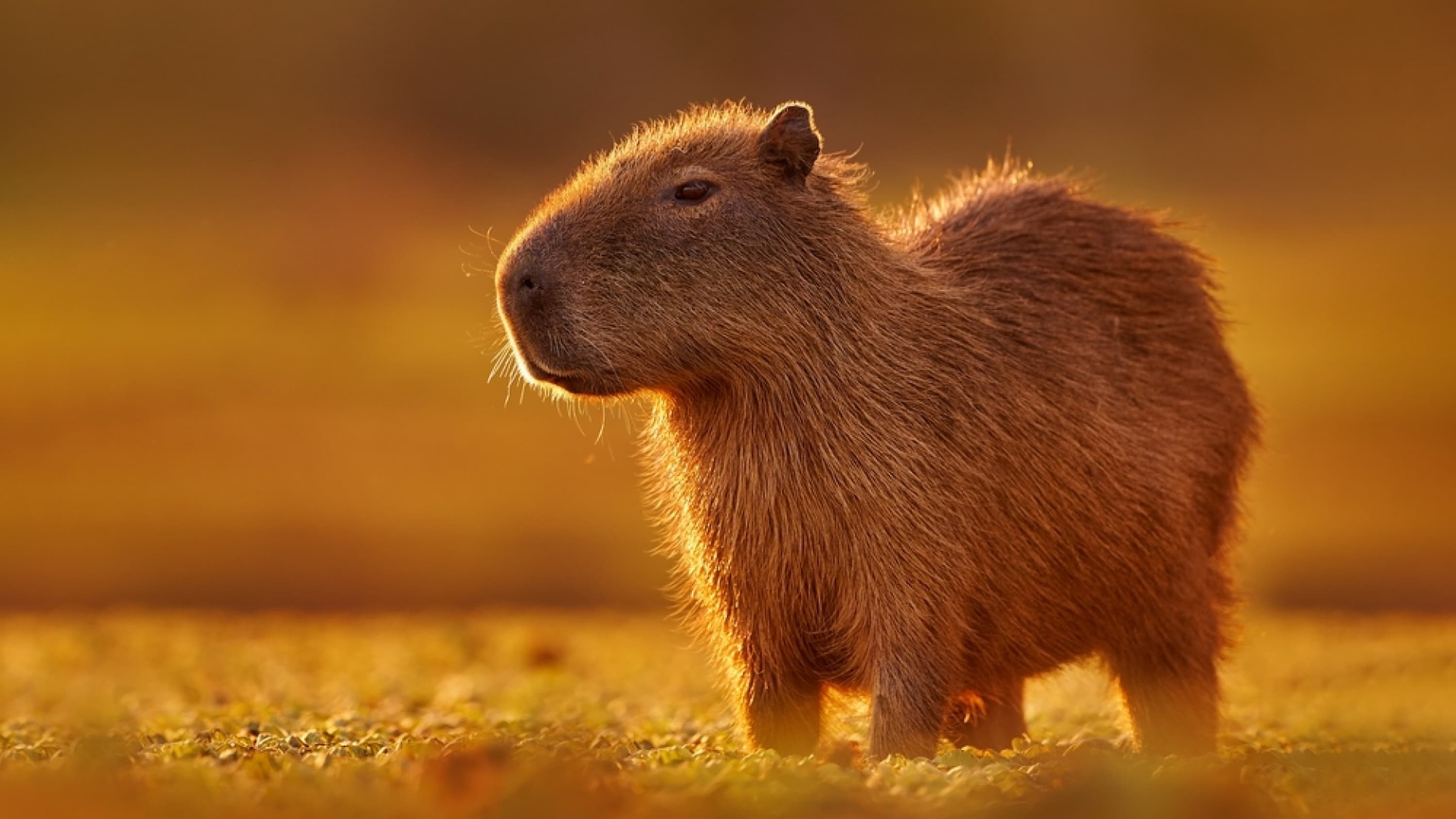 A close-up of a capybara standing in the Pantanal’ wetlands of Brazil.