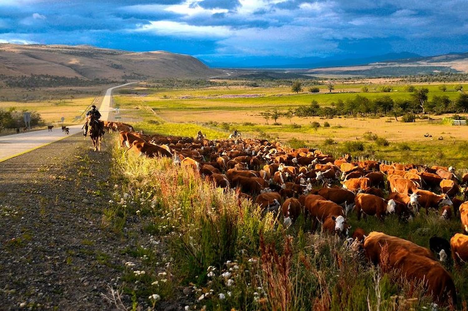 Gaucho on horseback herding cattle across the Patagonian countryside.