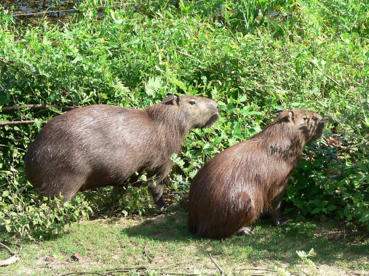 Capybara in the Pantanal wetlands in Brazil