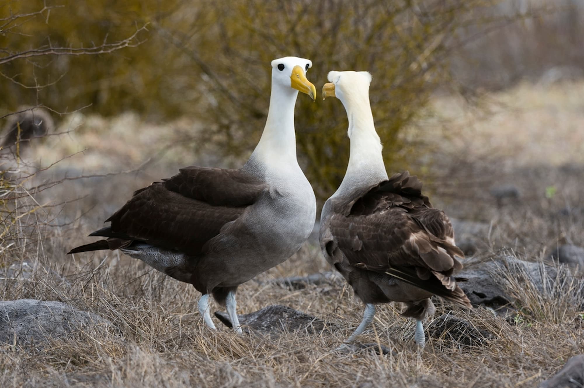 Waved albatross pair bill-fencing during courtship on Espanola Island, Galapagos, Ecuador.