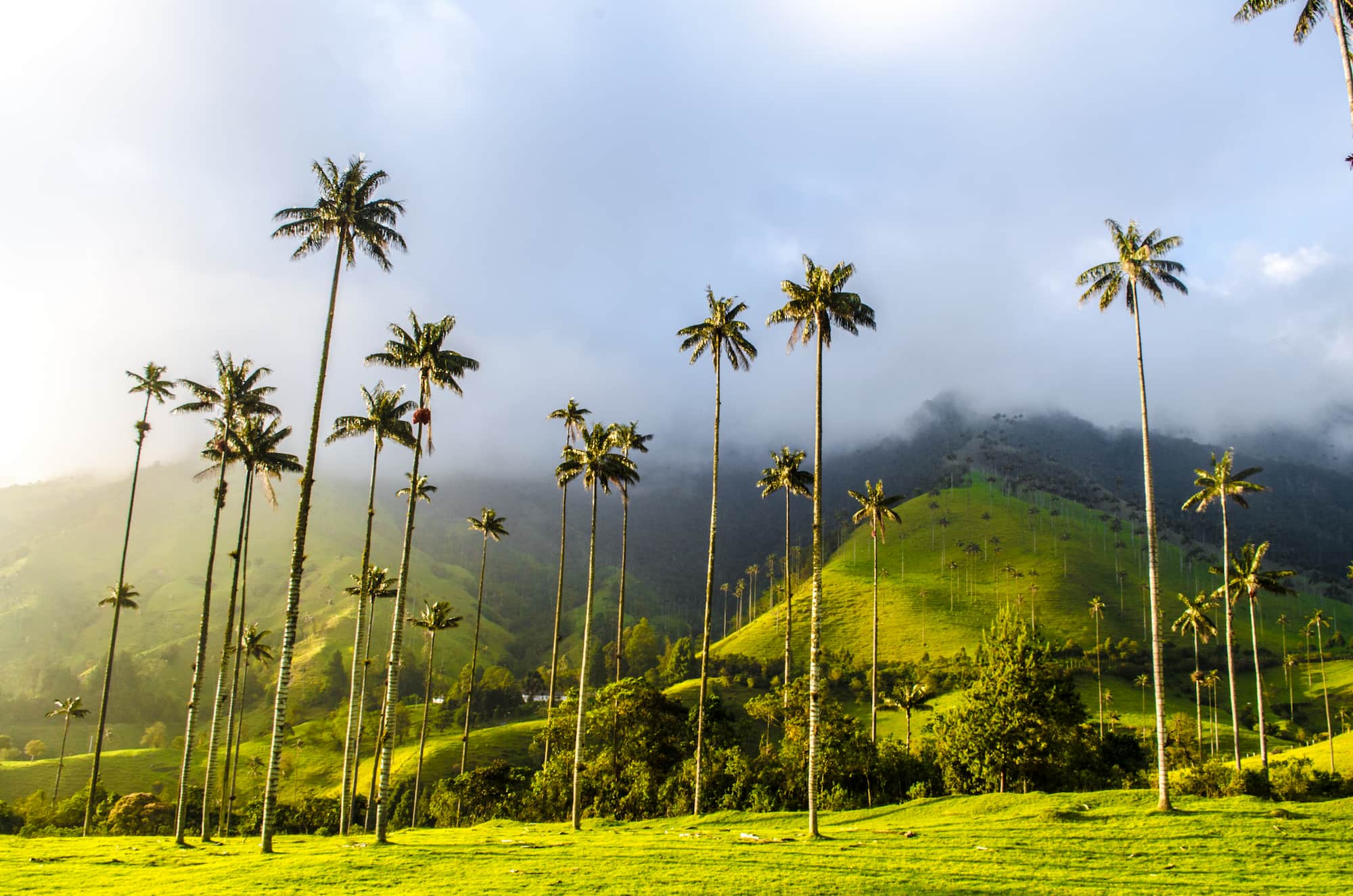 Tall wax palms in the Cocora Valley near Salento, Colombia coffee region