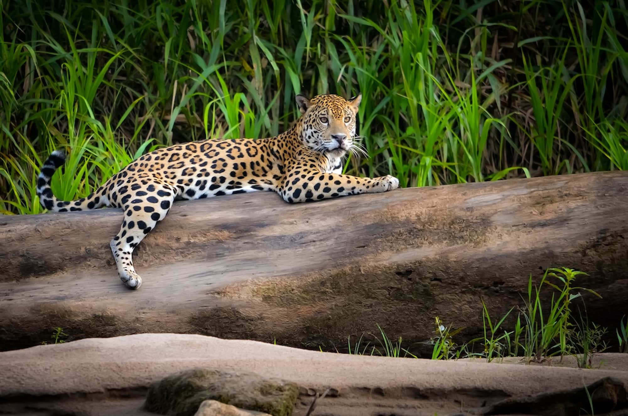 Jaguar sightings on the riverbanks of Tambopata