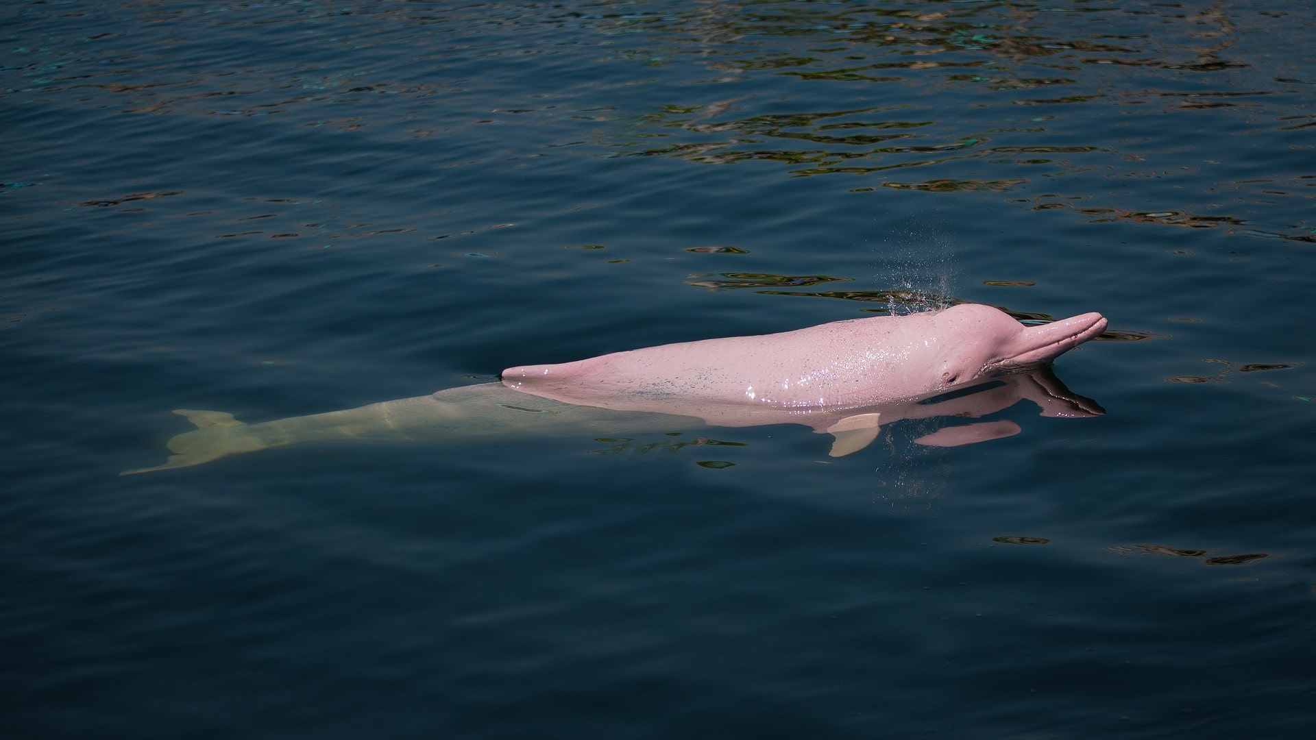 Pink river dolphin in Amazon 