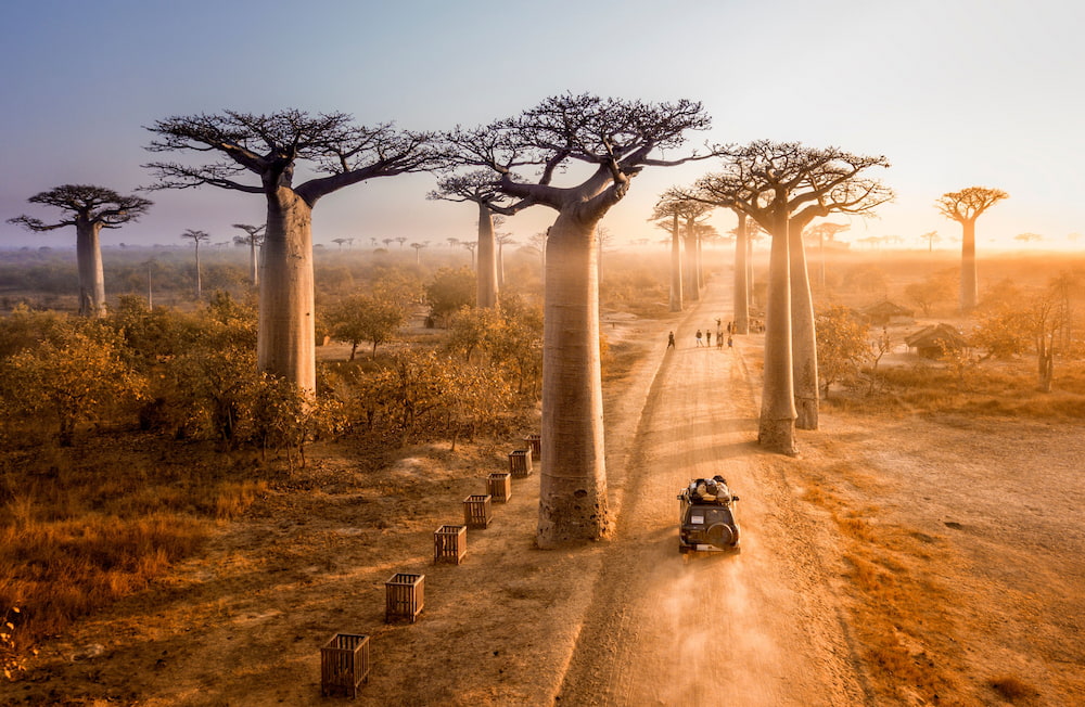The Avenue of Baobabs